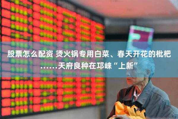 股票怎么配资 烫火锅专用白菜、春天开花的枇杷……天府良种在邛崃“上新”